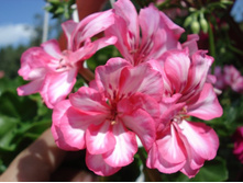 Harlequin Rosy O\'Day 2.JPG