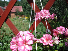 Harlequin Rosy O\'Day.JPG