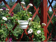 Millfield Rose2.JPG