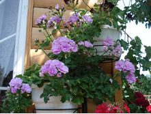PAC Lilac Rose 2.JPG