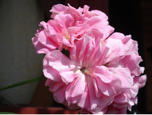 Pink Rosebud 1.JPG