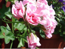 Pink Rosebud 2.JPG