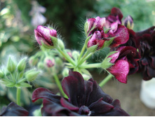 Royal Black Rose 1.JPG