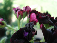 Royal Black Rose 4.JPG