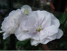 Ice Rose.JPG