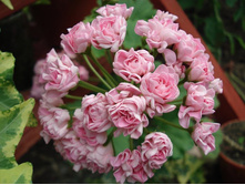 Swanland Pink (Australien Pink Rosebud) (2).JPG