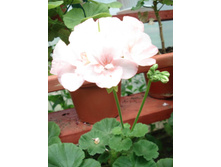 Highfield's Attracta.JPG