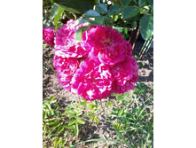 Exelsa_�������