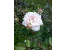 ���� �����-�������-������