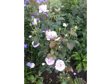 ���� �����-���������_����