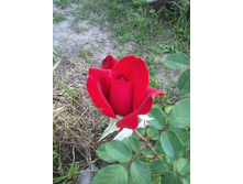 ���� �����-�������_�����������