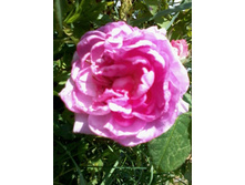 ���� ��������