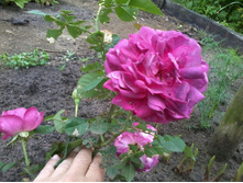 ���� ��������� ���������_������