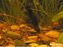 ��� �� "����" �� �����, ��� �� ��� ��������