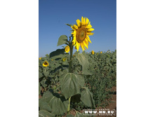 11.08.2007 3:39:46
