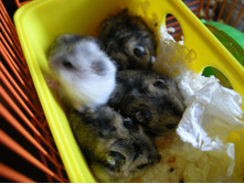 ���� ������.JPG