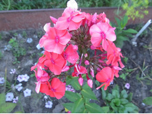 ���������.