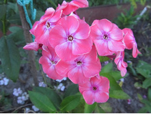 ��� �������.