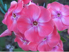 ��� �������.