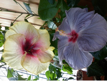 Ele Lady - Feel Blue