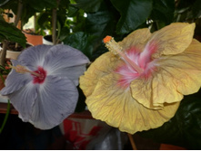 Feel Blue - Jean Ellif