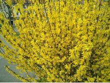 ��������_������� �����