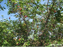 ����� - ����������!