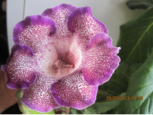 Peridots Darts Wader