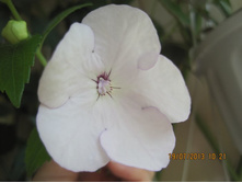 Double Picottee Rose