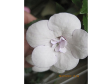 Double Picottee Rose