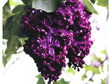 ������ ������������ ����� ��������.png