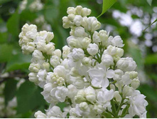 ������ ������������ ����� �`���.png