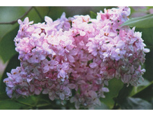 ������ ������������ ������ �����������.png