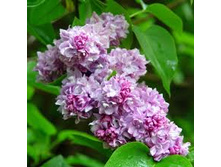 ������ ������������ �������� ���������.png