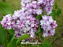 ������ ������������ �������.png