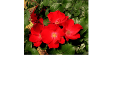 ���� �������� �������.png