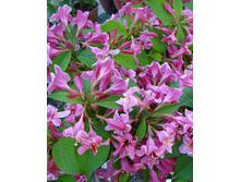 ������� �������� Rosea.png