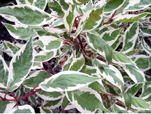 ����� ����� �������������.png