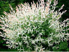 ��� ������������� �����-������.png