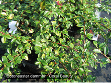 ��������� ������� Coral Beauty.png