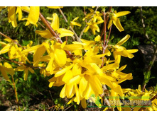 �������� ������������� Lynwood.png