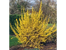 �������� ������������� Week End.png