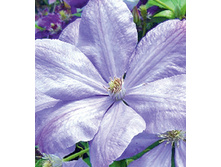 �������� ������ �����������.png