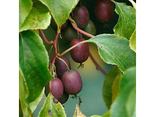 ��������� ������ Purpurna Sadowa.png