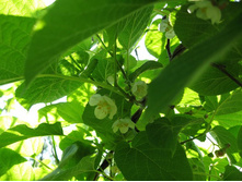 ��������� ������ Weiki male.png