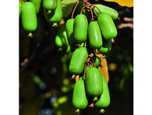 ��������� ������ Jumbo.png