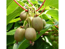 ��������� ������ Bayern kiwi (�).png