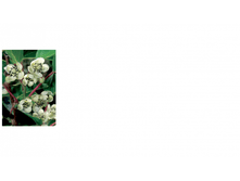 ��������� ������ Bayern kiwi (�).png