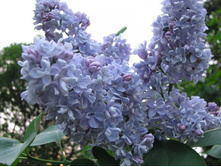 ������ ������������ ��������� �����.jpg