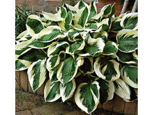 ����� �������.png